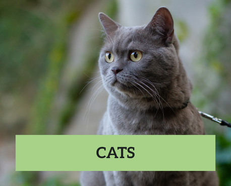 Cats